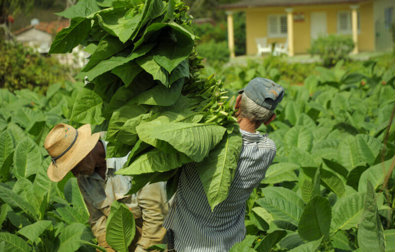 Récolte des feuilles de tabac