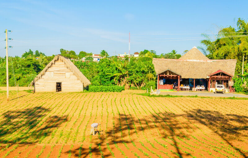 Séchoir à tabac et plantation