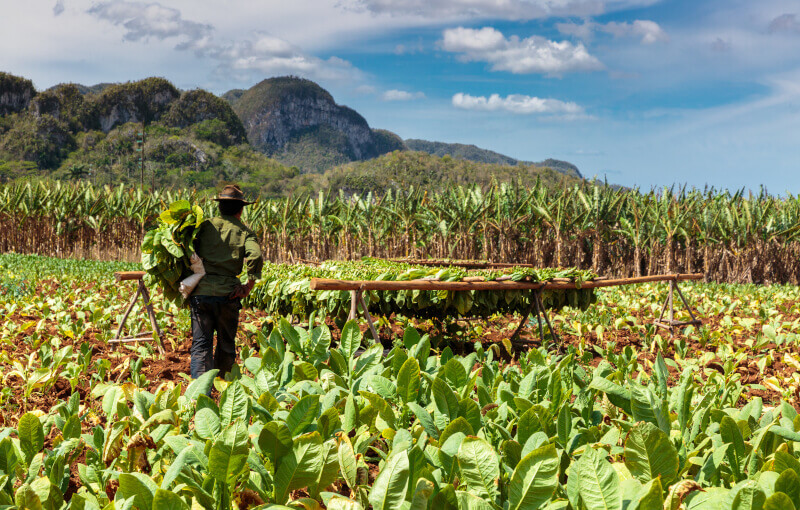 Récolte dans la vallée de Viñales